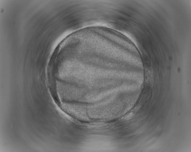 X0000066531151200604071610