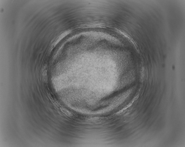 X0000066531162200604071609