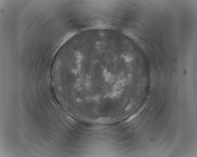 X0000066531170200604071609