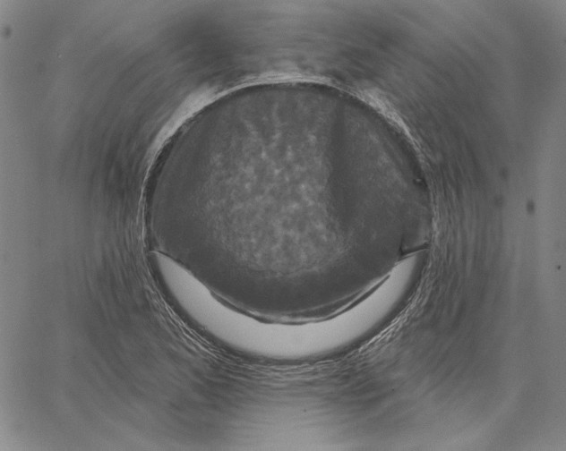 X0000066531173200604071609