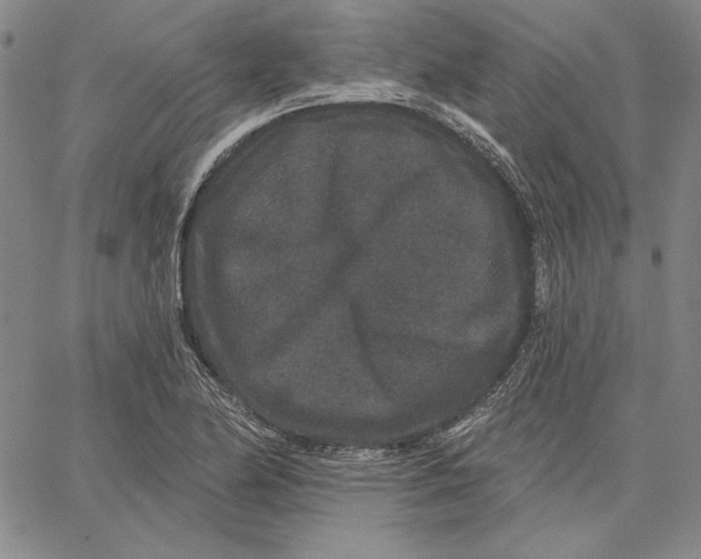 X0000066531174200604071609