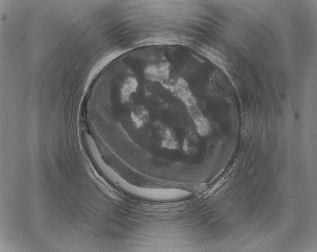 X0000066531179200604071609