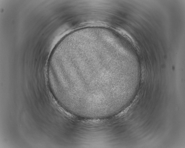 X0000066531182200604071609