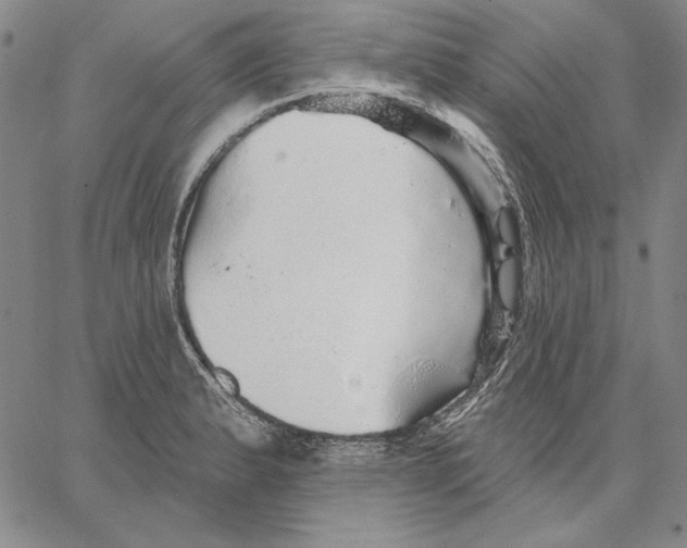 X0000066531183200604071609