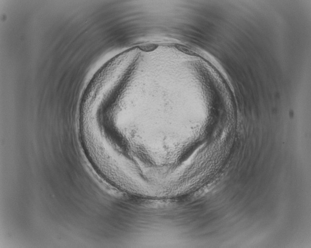 X0000066531195200604071609