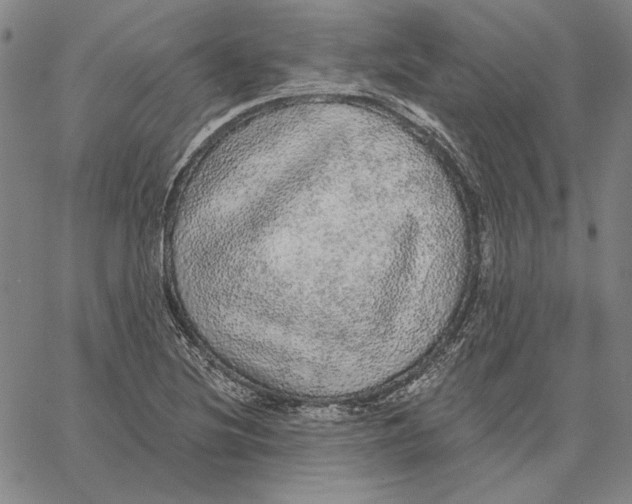 X0000066531220200604071608