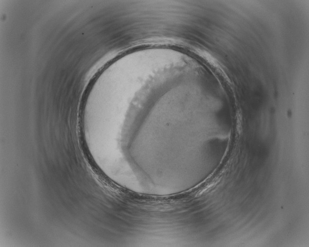 X0000066531229200604071609