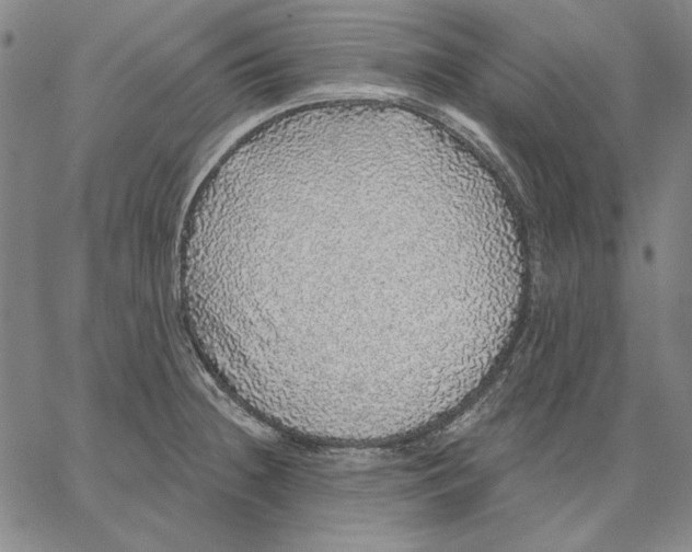 X0000066531236200604071609