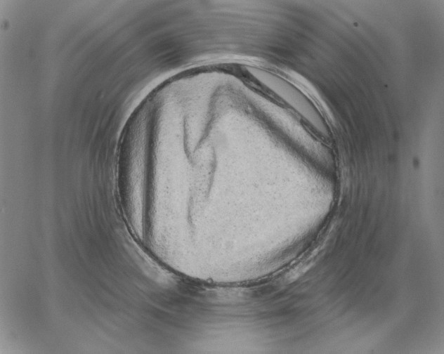 X0000066531244200604071609