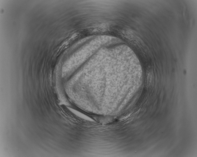 X0000066531250200604071608