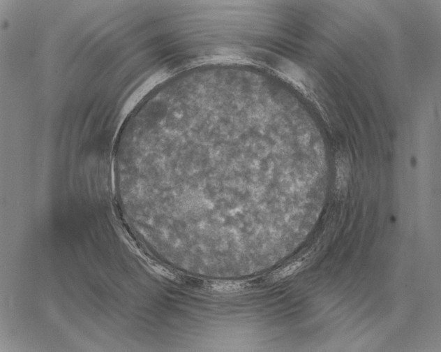 X0000066531274200604071608