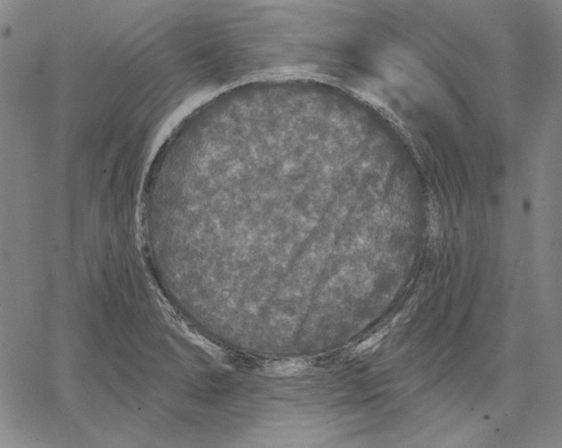 X0000066531278200604071608