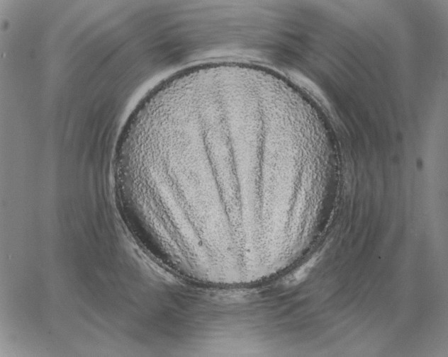 X0000066531288200604071607