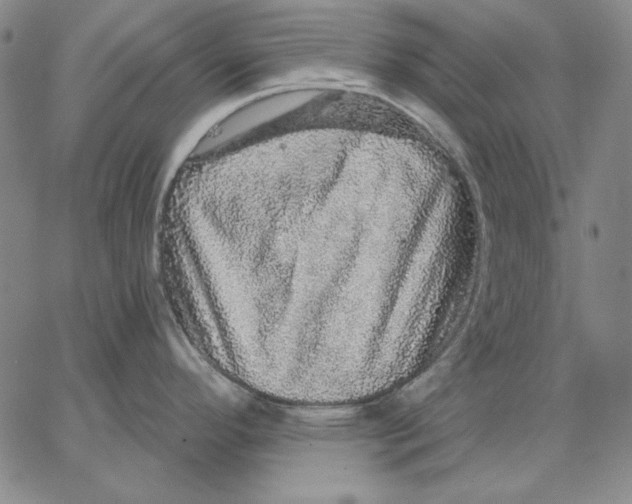 X0000066531296200604071607