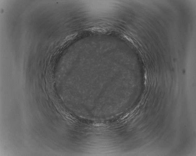 X0000066531297200604071607