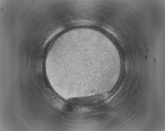 X0000066531309200604071607