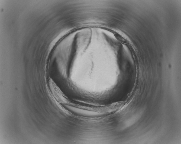 X0000066531333200604071607