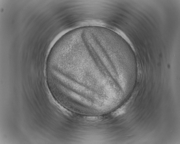 X0000066531339200604071607