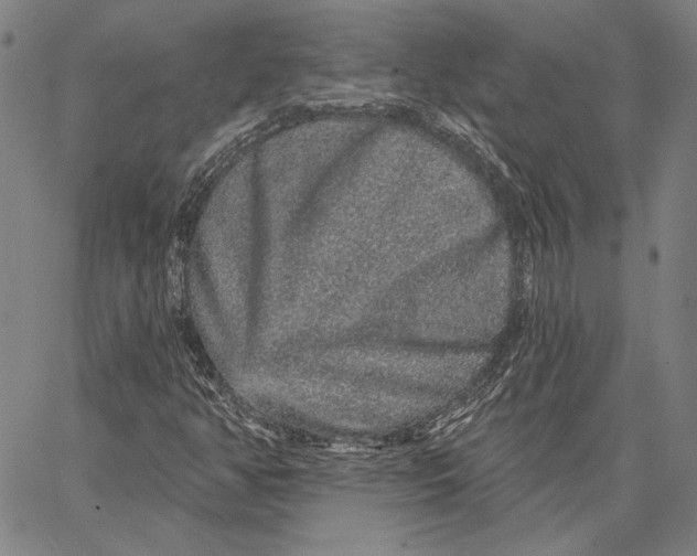 X0000066531350200604071606