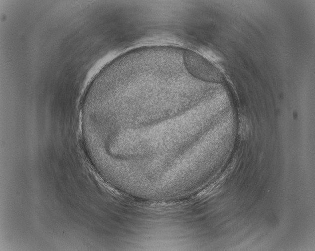 X0000066531366200604071606