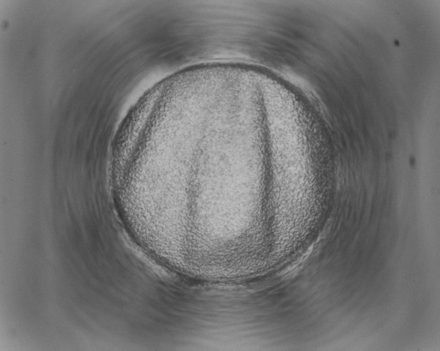 X0000066531374200604071606