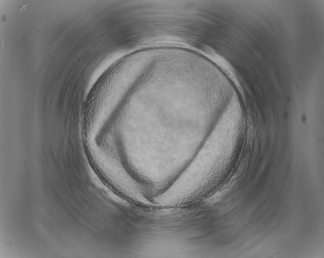 X0000066531390200604071606