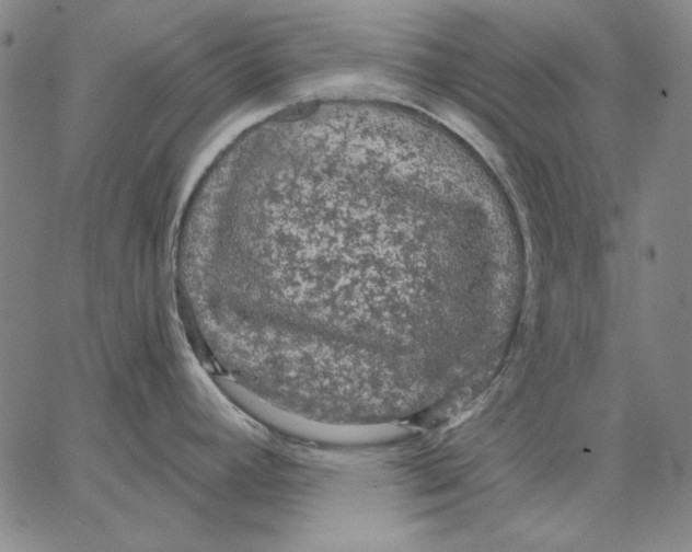 X0000066531392200604071606