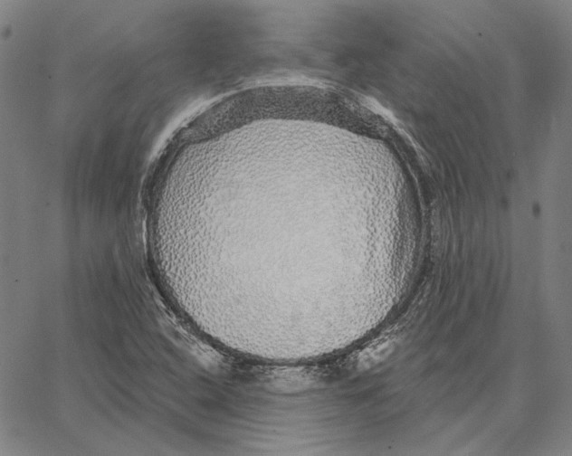 X0000066531408200604071605