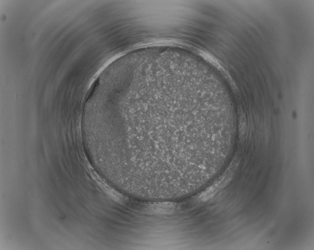 X0000066531417200604071605