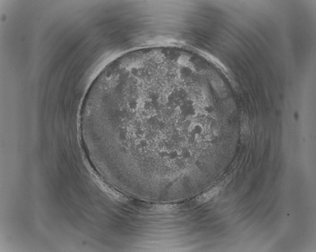 X0000066531423200604071605