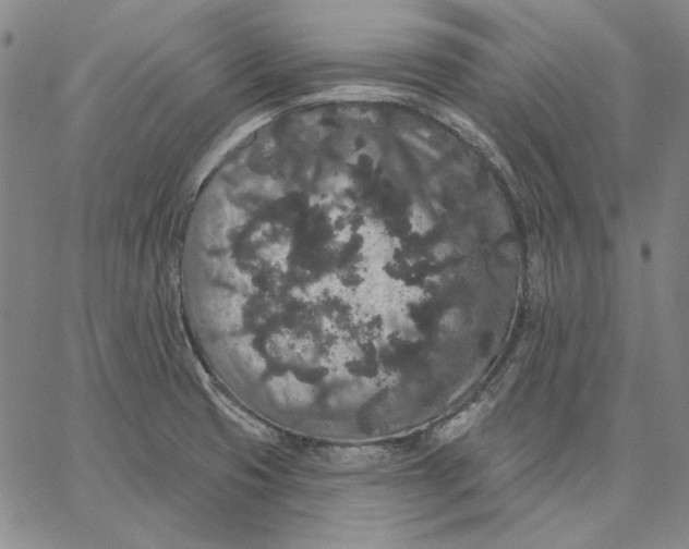 X0000066531425200604071605