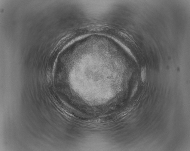 X0000066531444200604071605