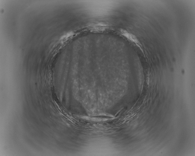 X0000066531445200604071605