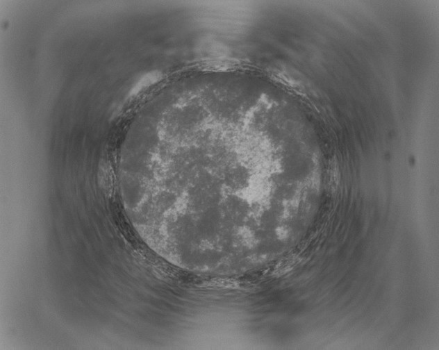 X0000066531446200604071605