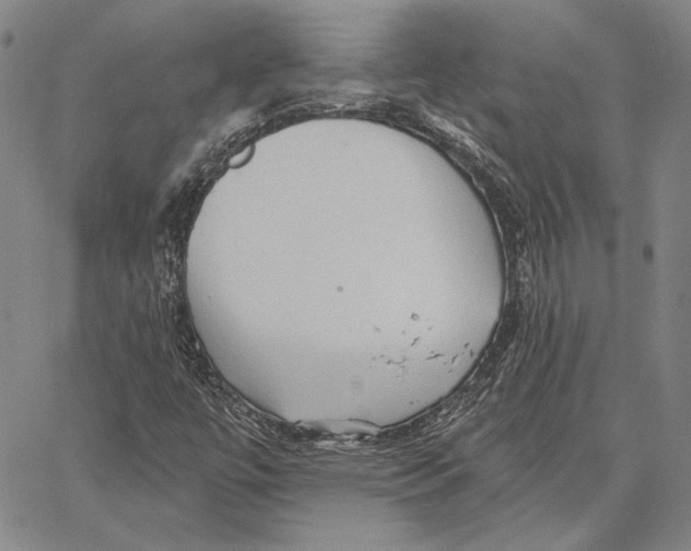 X0000066531447200604071605