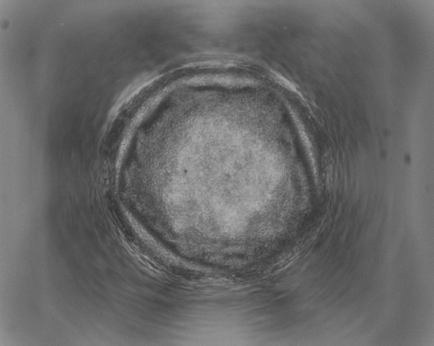 X0000066531448200604071605