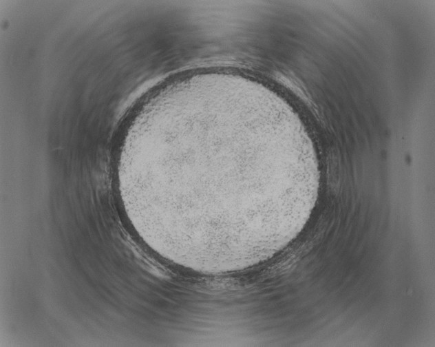 X0000066531452200604071605