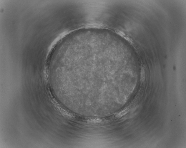 X0000066531454200604071605