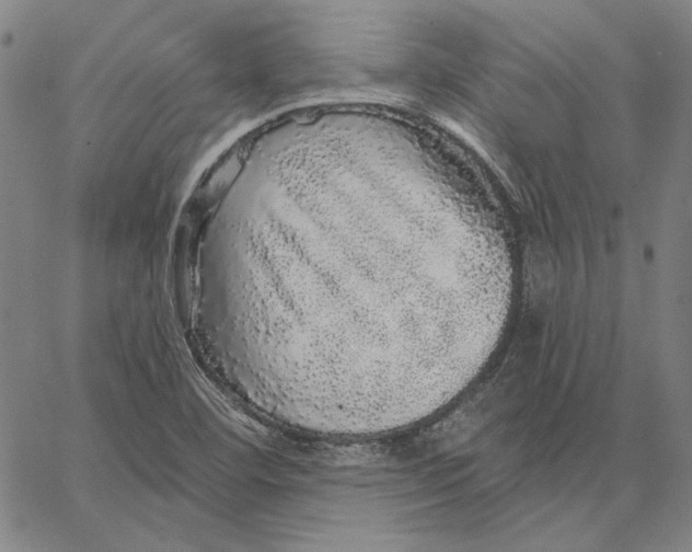 X0000066531460200604071605