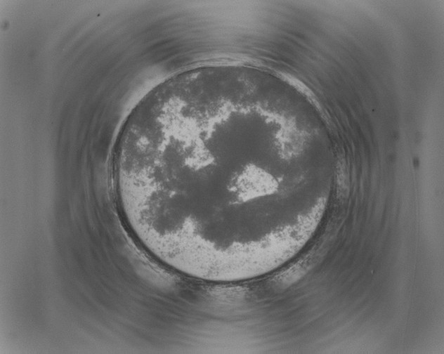 X0000066531466200604071605