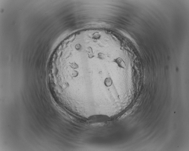 X0000066531467200604071605