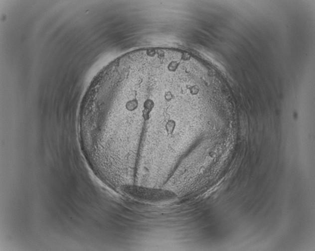 X0000066531471200604071604