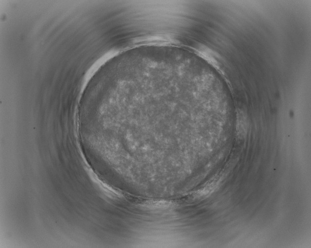 X0000066531474200604071604