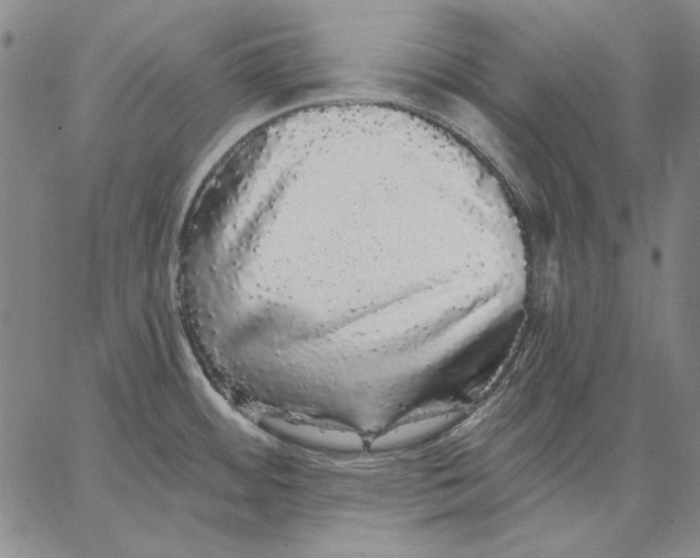 X0000066531484200604071604