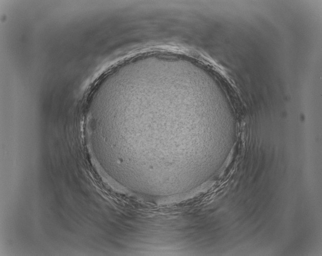 X0000066531496200604071604