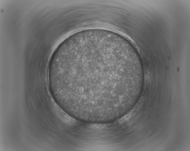 X0000066531514200604071604