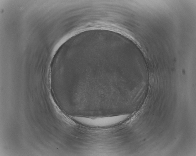 X0000066531522200604071604