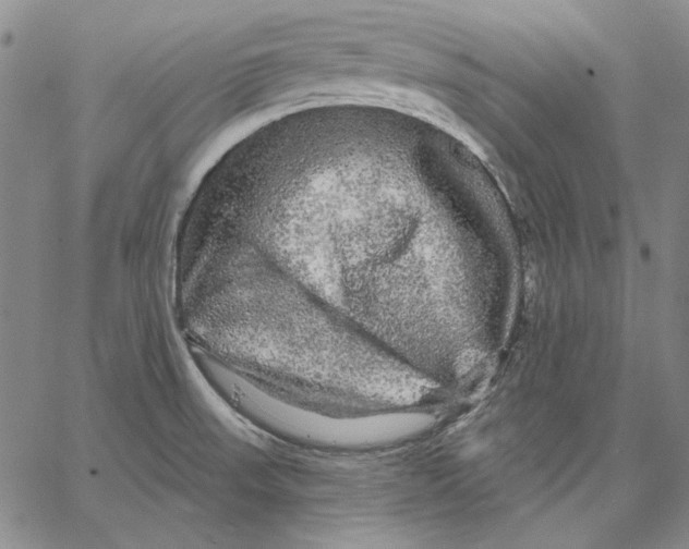 X0000066531523200604071604