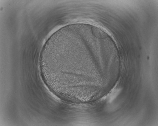 X0000066531525200604071604