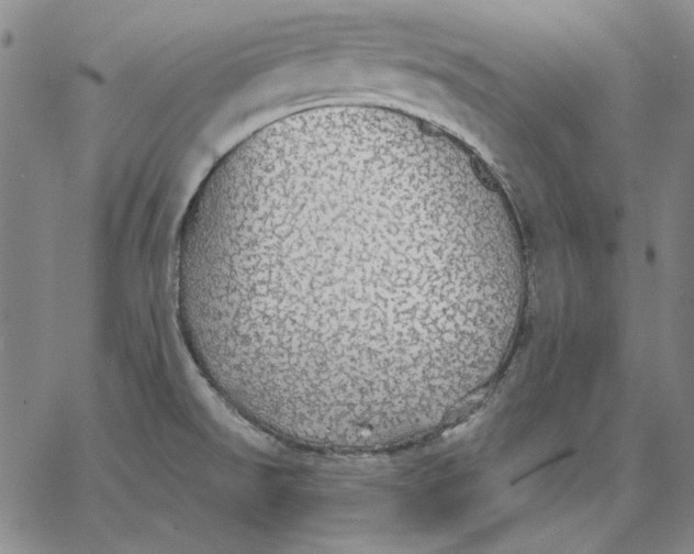 X0000066531526200604071604